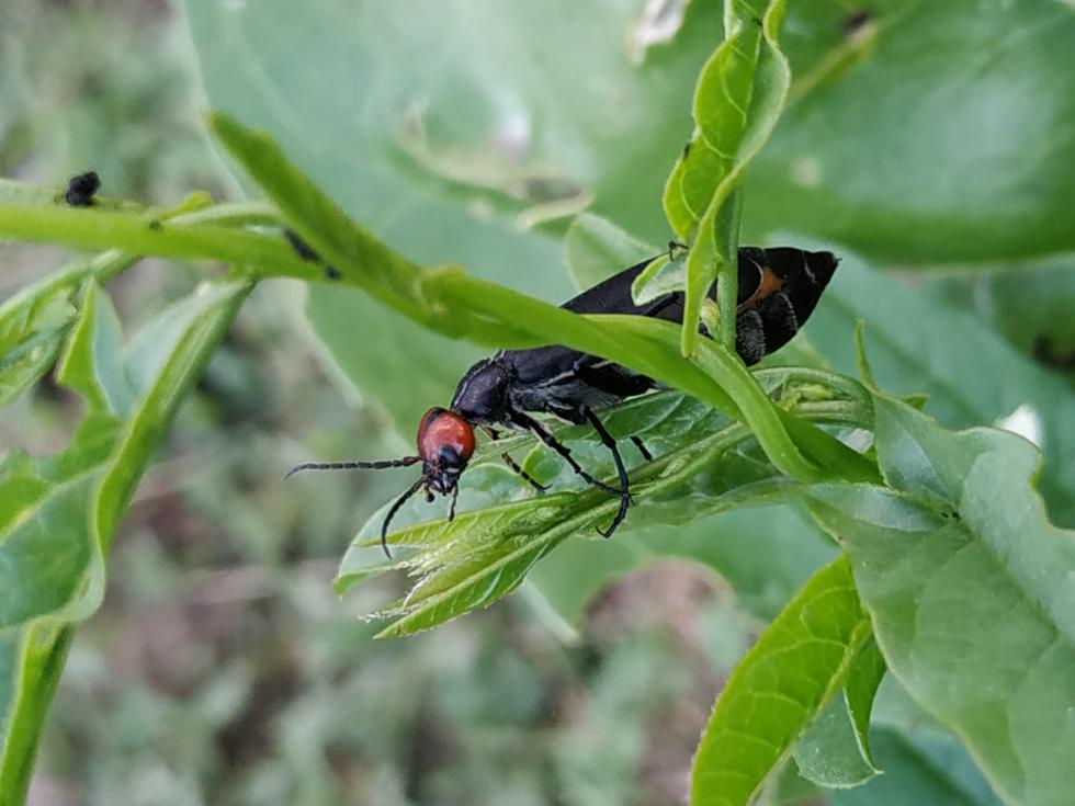 Meloidae: Epicauta sp.?  S, Epicauta rufidorsum